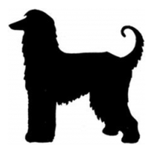 Afghan Hound