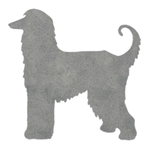 Afghan Hound
