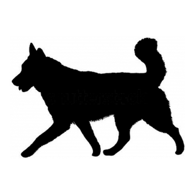 Alaskan Malamute