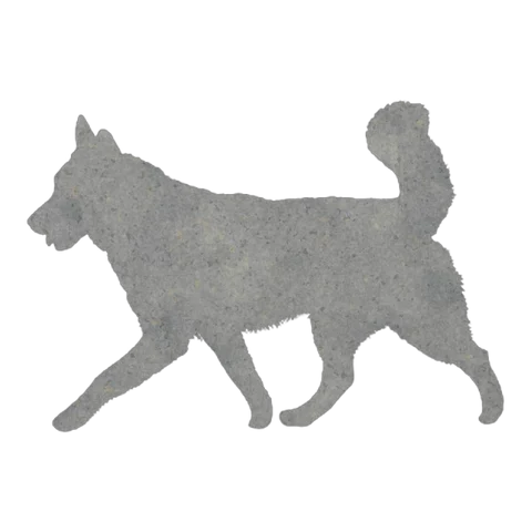 Alaskan Malamute