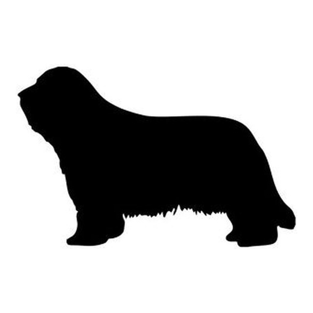Bearded Collie