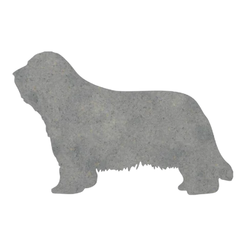 Bearded Collie
