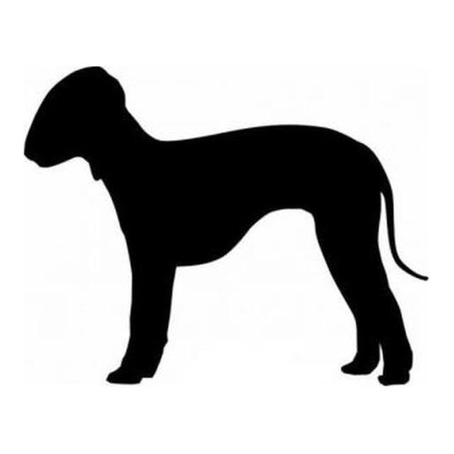 Bedlington Terrier
