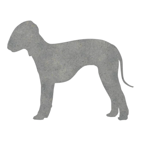 Bedlington Terrier