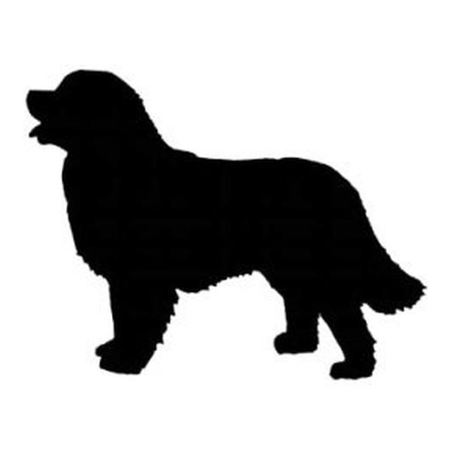 Bernese Mountain Dog 1