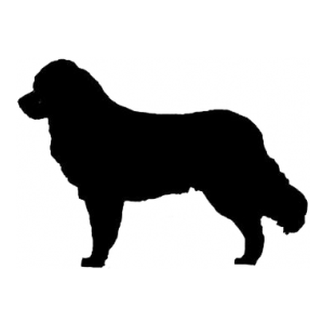 Bernese Mountain Dog 2