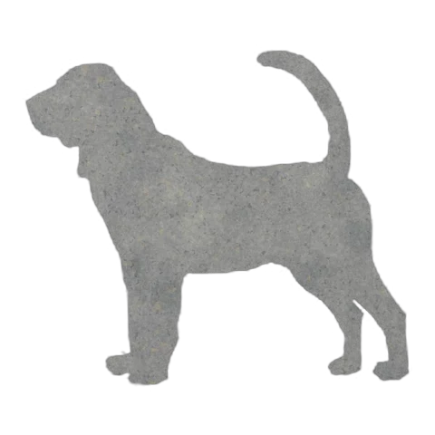 Bloodhound
