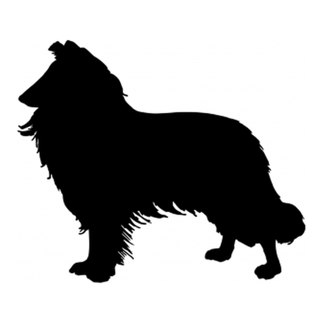 Border Collie 1