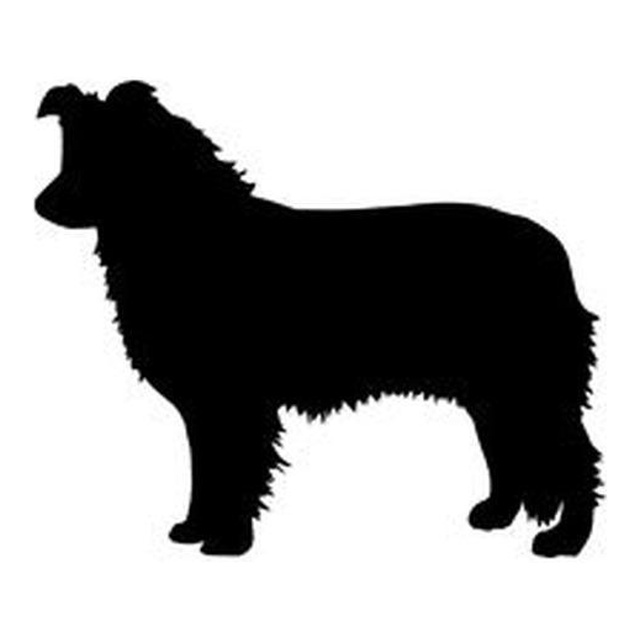 Border Collie 2