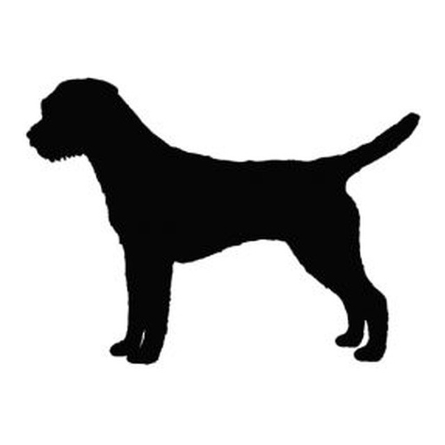 Border Terrier 1
