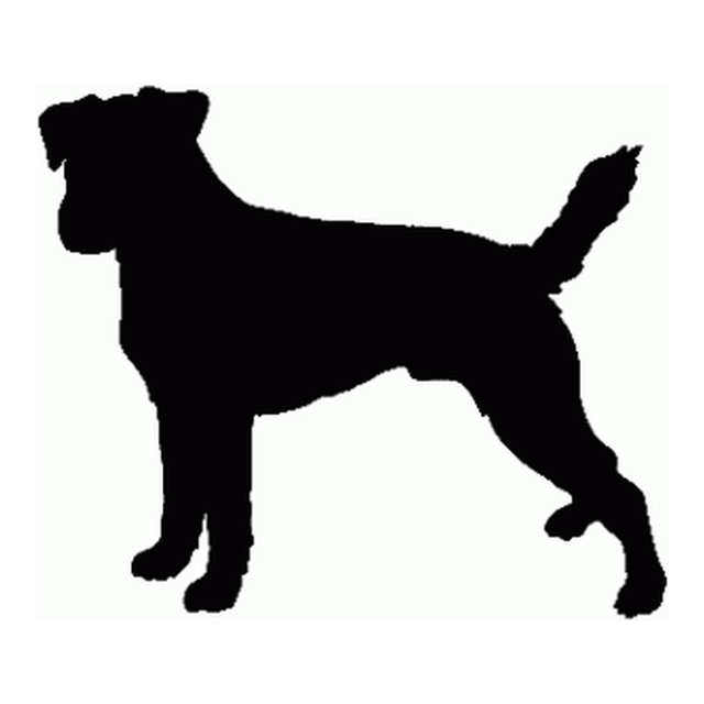 Border Terrier 2