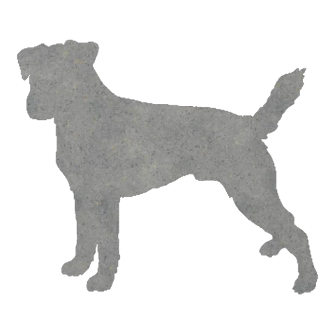 Border Terrier (Perky Ears)