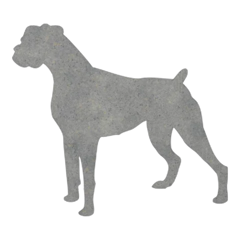 Boxer (Alert Gaze)