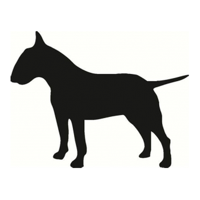 Bull Terrier 1