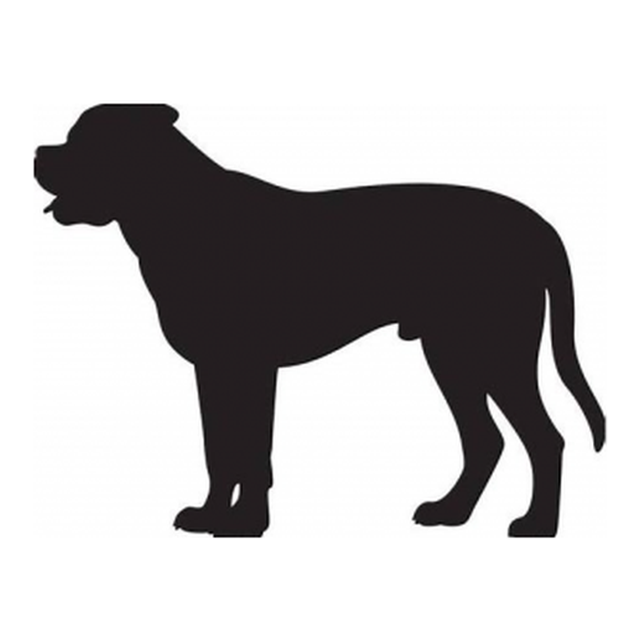 Bullmastiff 1