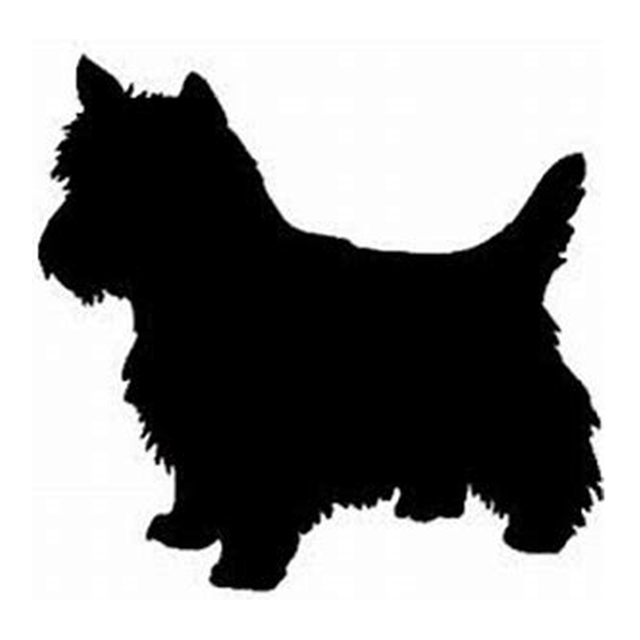 Cairn Terrier 1