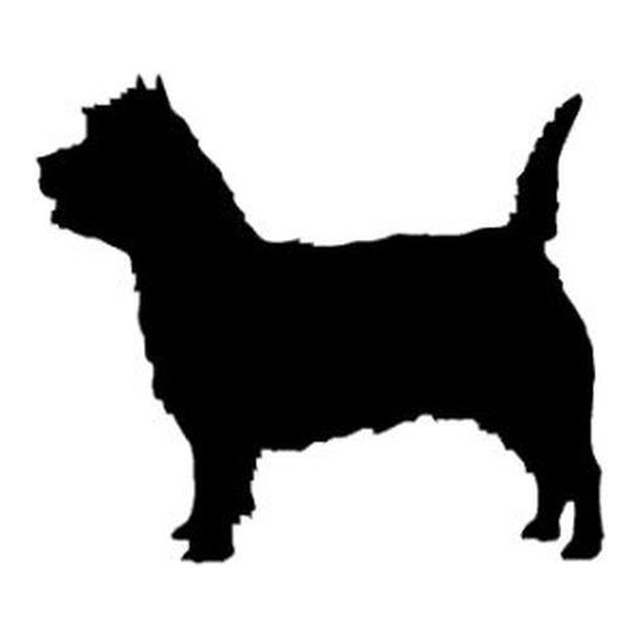 Cairn Terrier 2