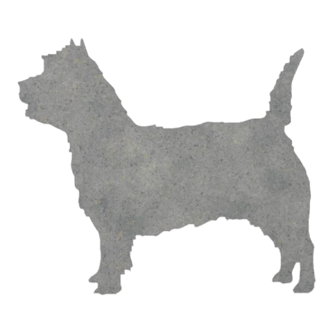 Cairn Terrier (Playful Trot)