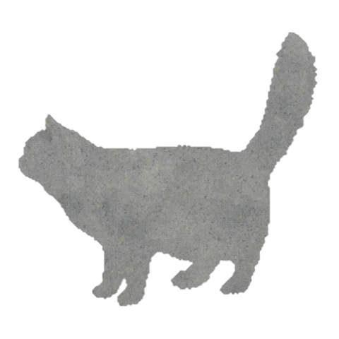 Cat (Content Stroll)