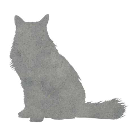 Cat (Quiet Sit)