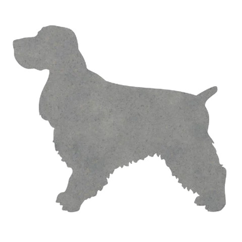 Cocker Spaniel