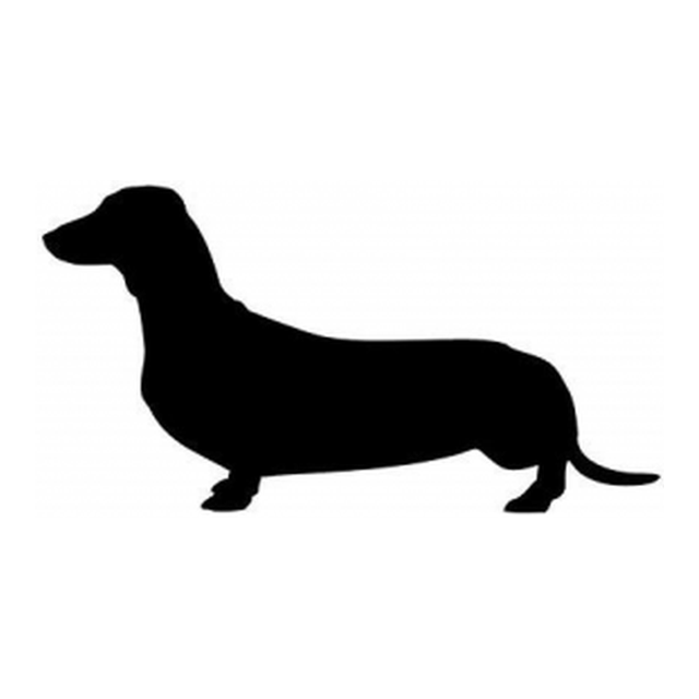 Dachshund