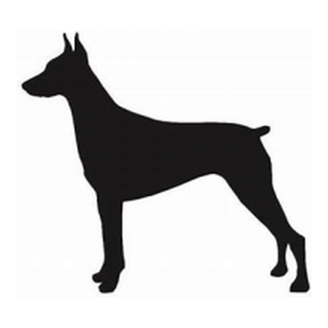 Doberman Pinscher 1