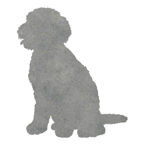 Doodle Cross (Gentle Sit)