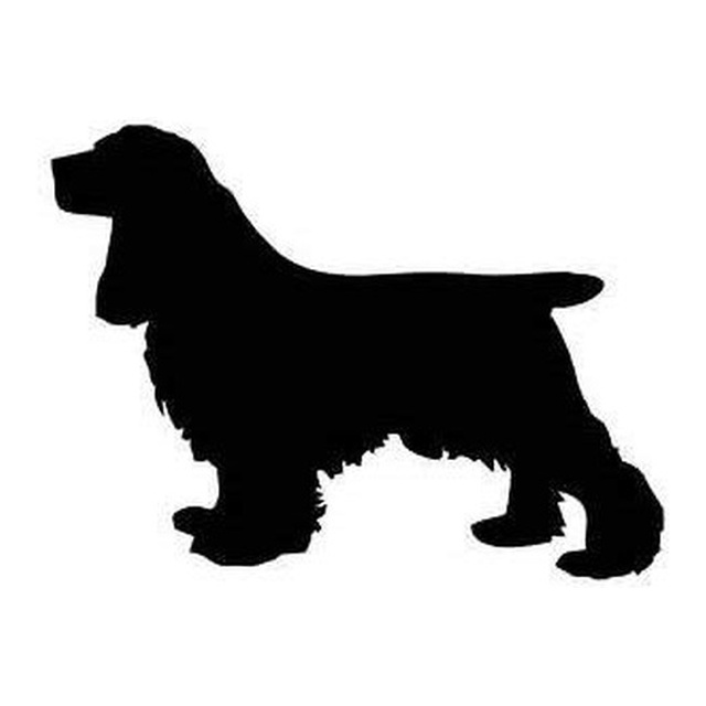 English Cocker Spaniel