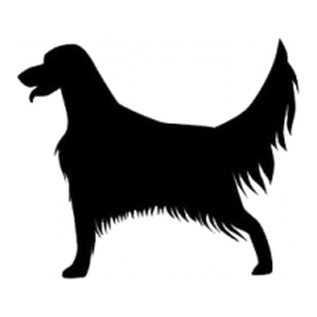 English Setter