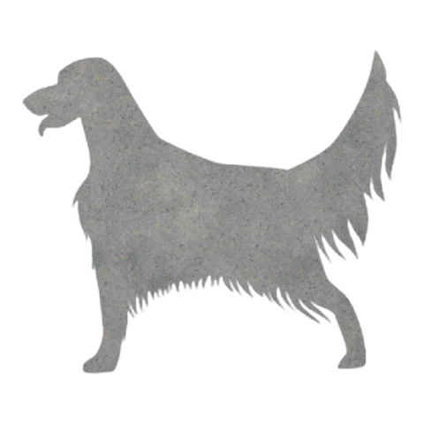English Setter