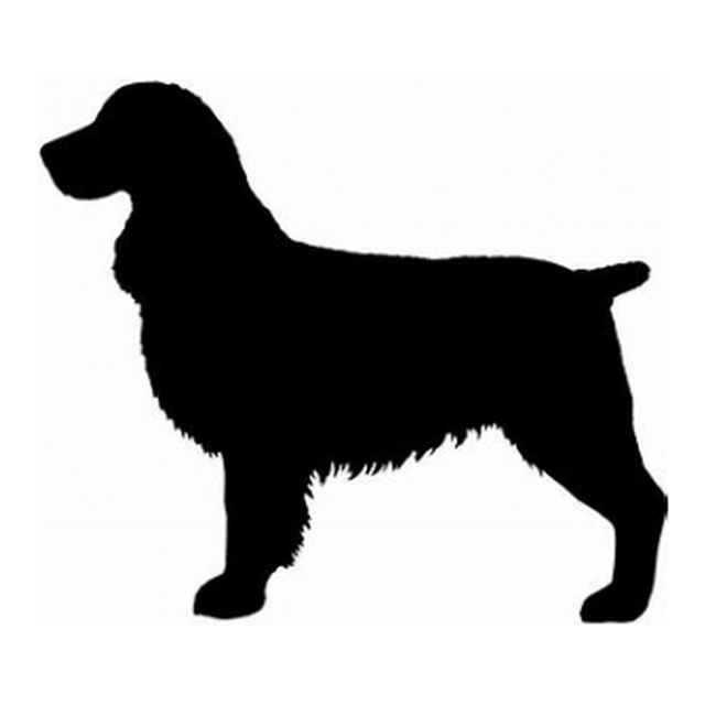 English Springer Spaniel 1