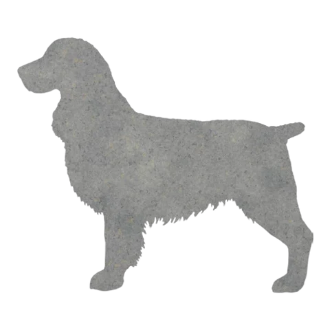 English Springer Spaniel (Gentle Stance)