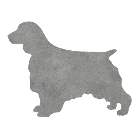 English Springer Spaniel (Steady Walk)