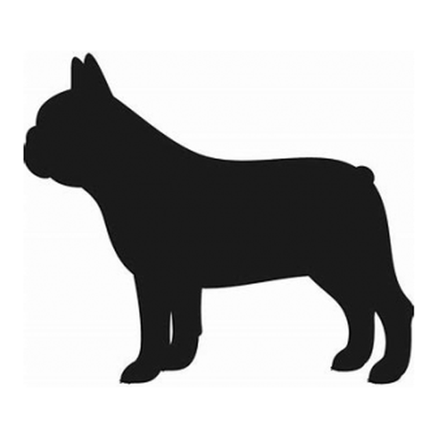 French Bulldog 1