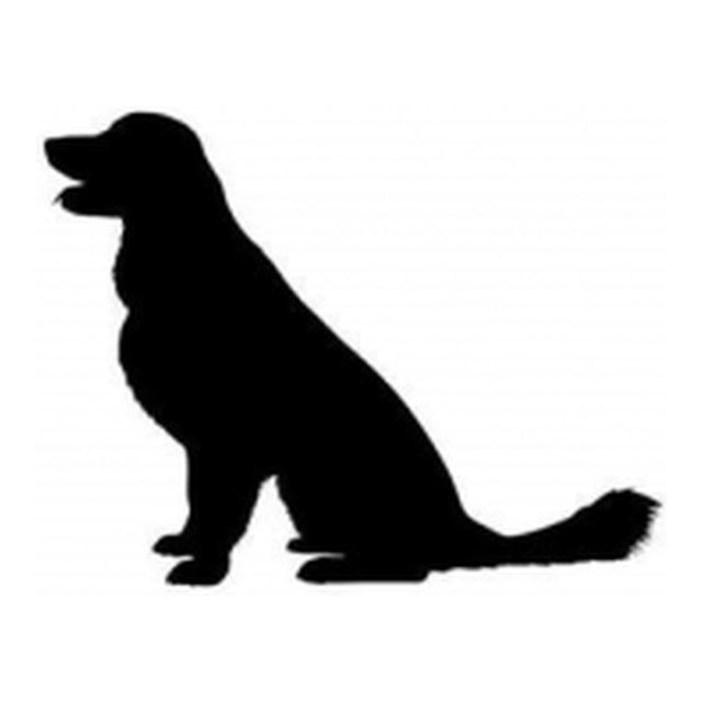 Golden Retriever 1