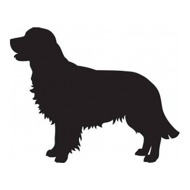 Golden Retriever 2