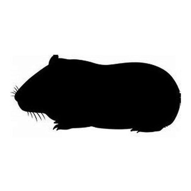 Guinea Pig 1