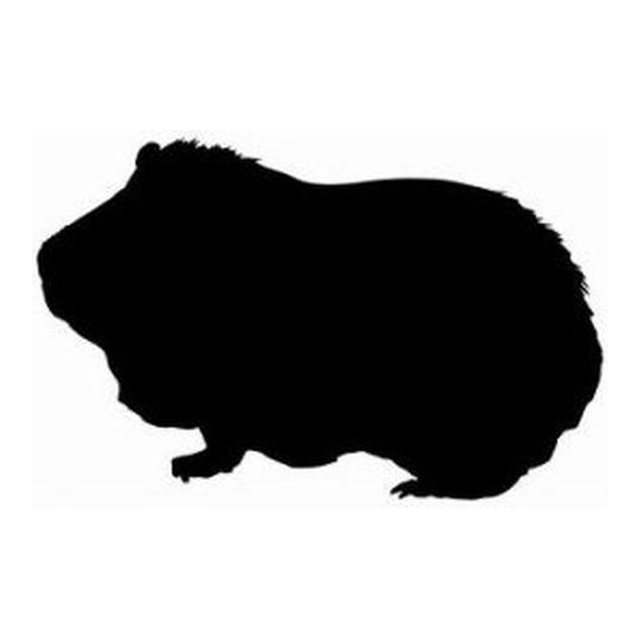 Guinea Pig 2