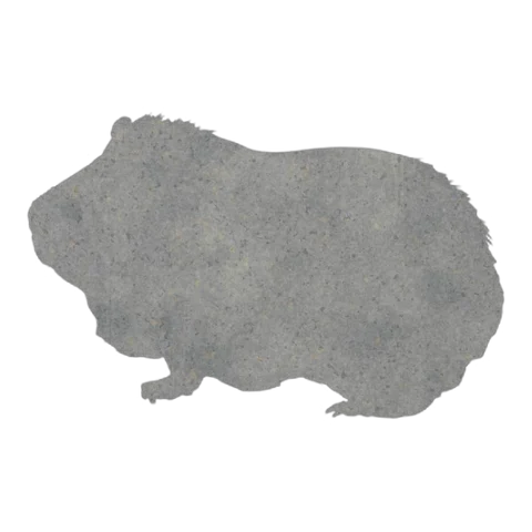 Guinea Pig (Gentle Stance)