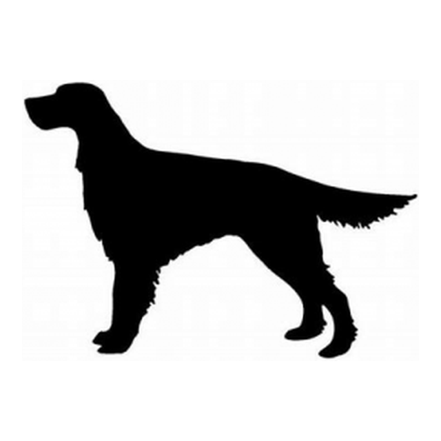 Irish Setter