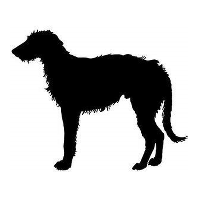 Irish Wolfhound 1