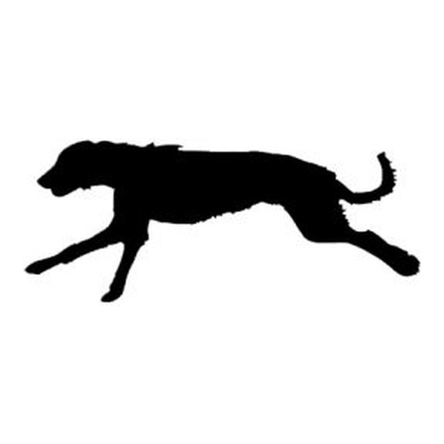 Irish Wolfhound 2