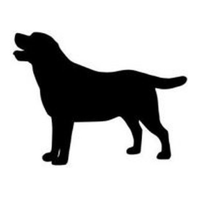 Labrador Retriever 1