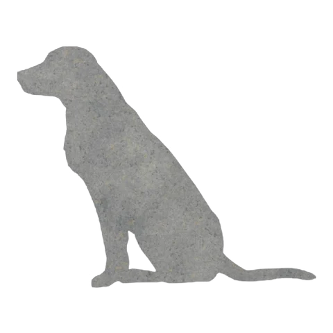 Labrador Retriever (Patient Sit)