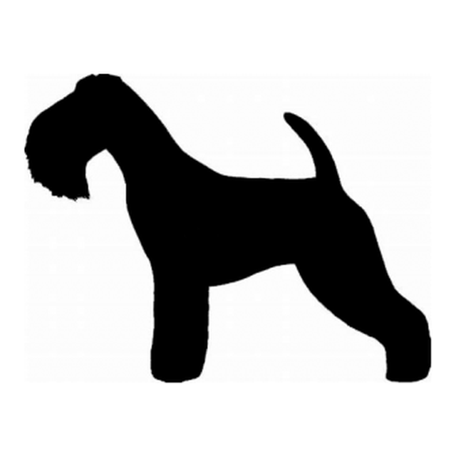 Lakeland Terrier 1