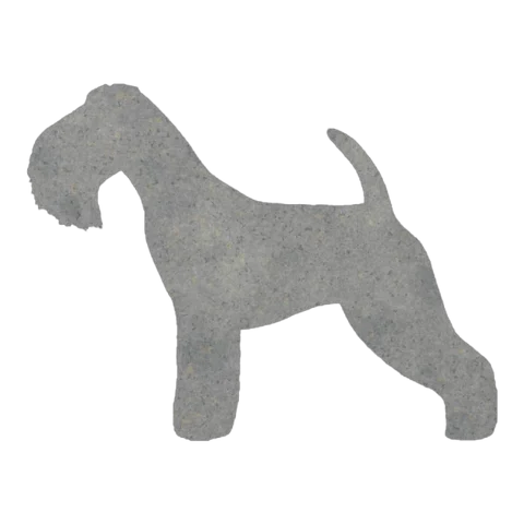 Lakeland Terrier (Perky Stance)