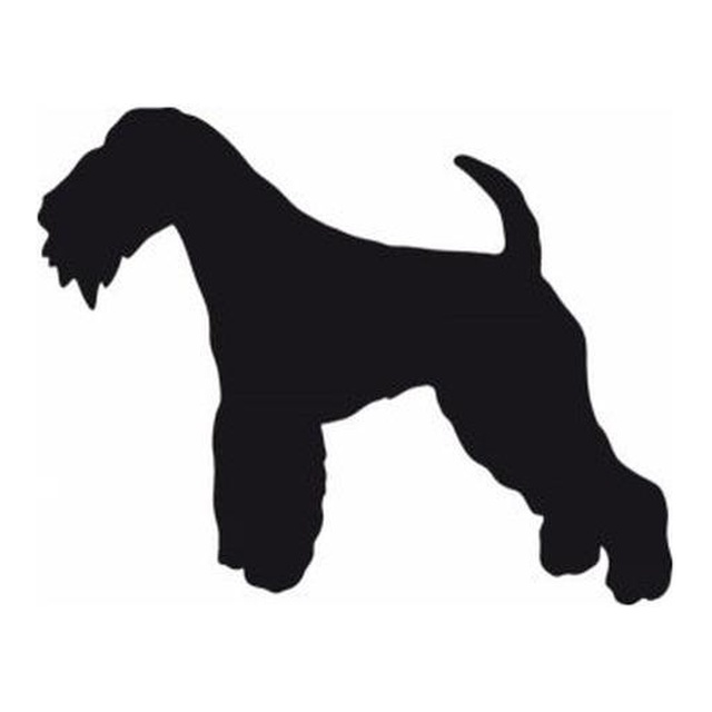 Lakeland Terrier 2