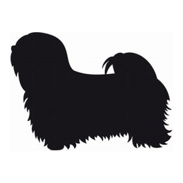 Lhasa Apso 2