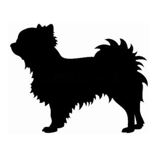 Long Haired Chihuahua